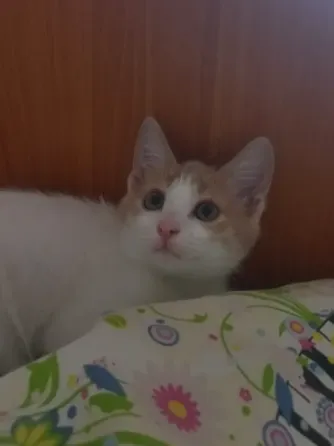 Отдам котенка в добрые ручки Донецк