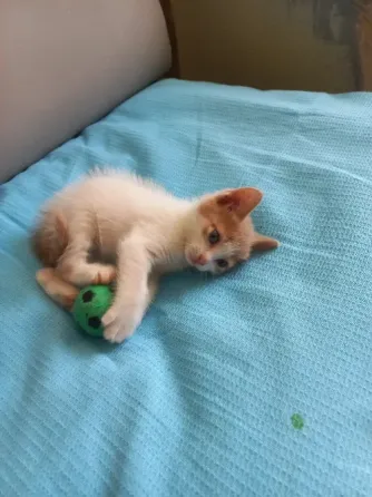 Отдам котенка в добрые ручки Донецк