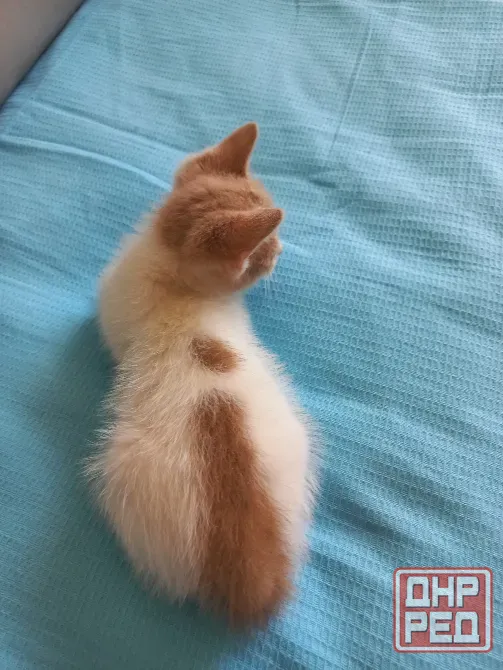 Отдам котенка в добрые ручки Донецк - изображение 2