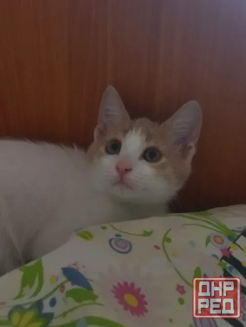 Отдам котенка в добрые ручки Донецк - изображение 1