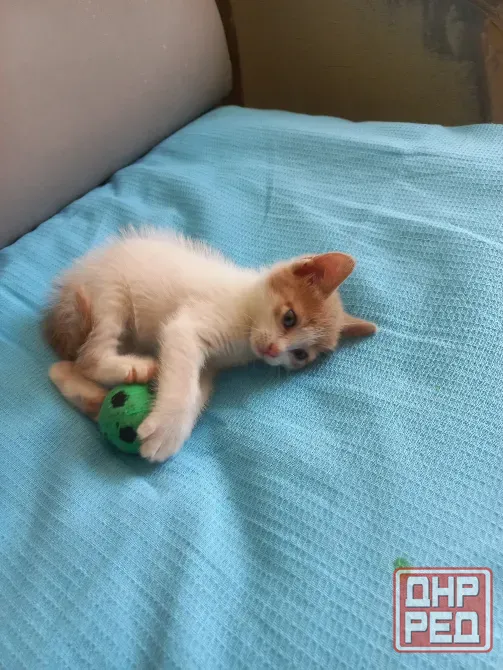 Отдам котенка в добрые ручки Донецк - изображение 3
