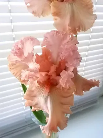 Ирис In the Morning Макеевка