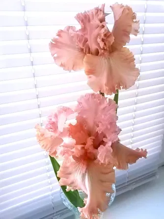 Ирис In the Morning Макеевка