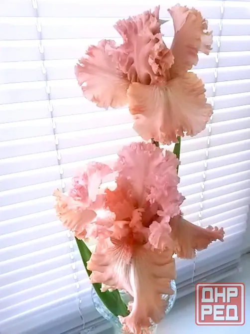 Ирис In the Morning Макеевка - изображение 1