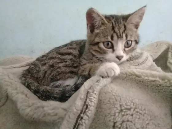 Котёнок Девочка-Кошка (котята) Макеевка