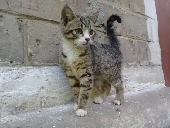 Котёнок Девочка-Кошка (котята) Макеевка