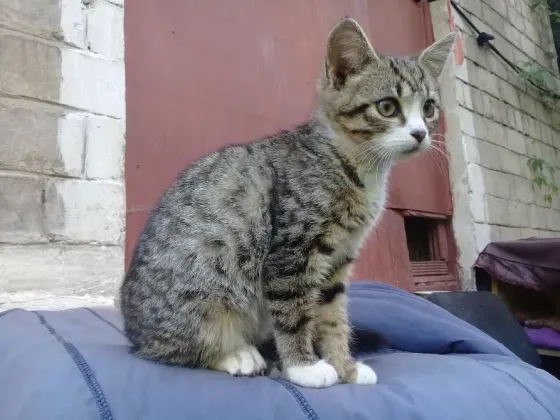 Котёнок Девочка-Кошка (котята) Макеевка