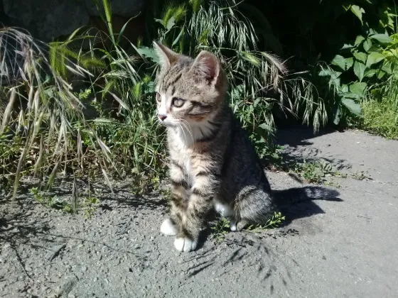 Котёнок Девочка-Кошка (котята) Макеевка