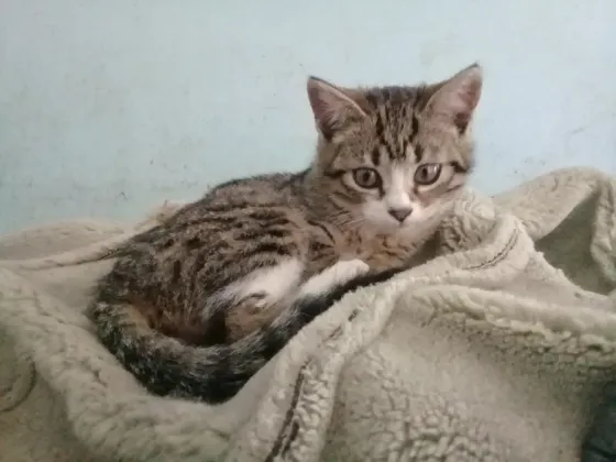 Котёнок Девочка-Кошка (котята) Макеевка