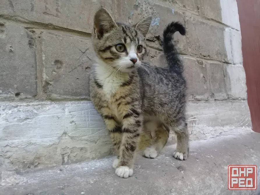 Котёнок Девочка-Кошка (котята) Макеевка - изображение 2