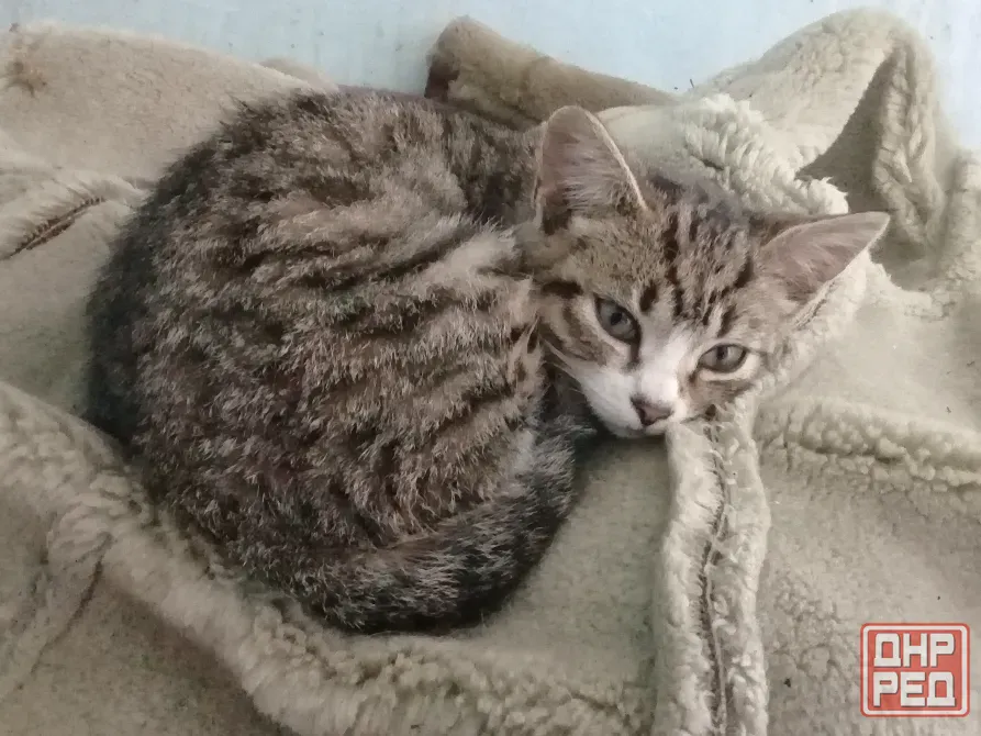 Котёнок Девочка-Кошка (котята) Макеевка - изображение 6