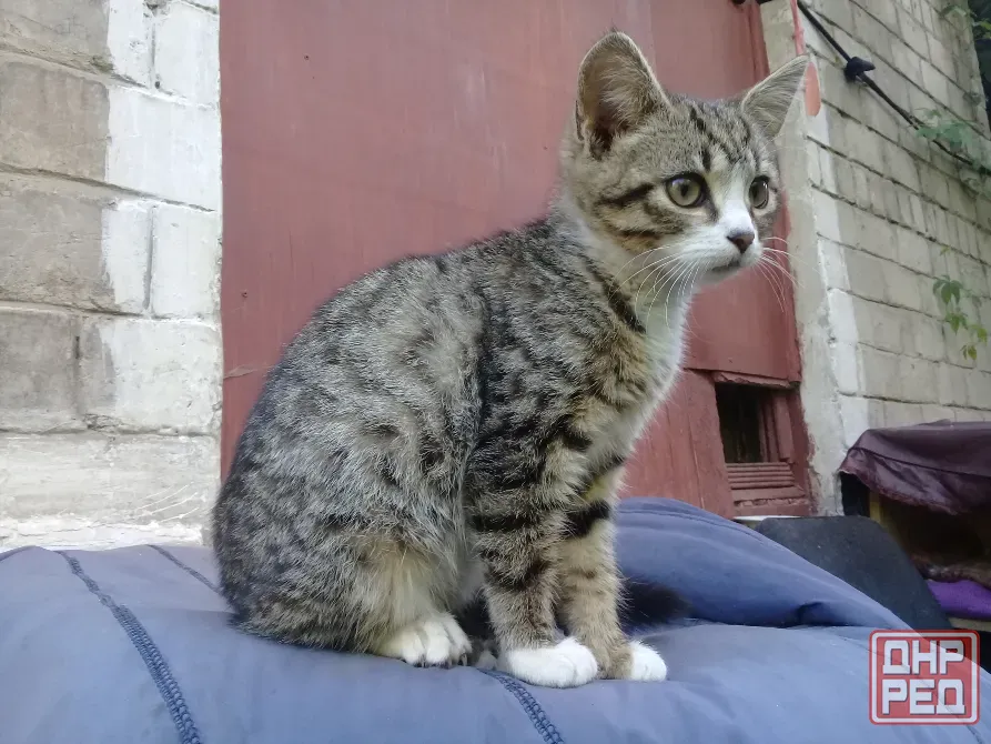Котёнок Девочка-Кошка (котята) Макеевка - изображение 3