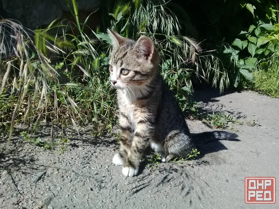 Котёнок Девочка-Кошка (котята) Макеевка - изображение 5