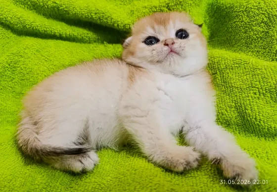 Вислоухая девочка Донецк