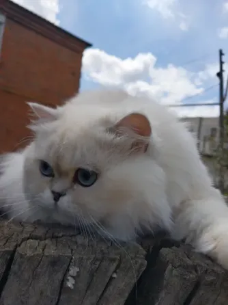 Шотландский кот на вязку Донецк