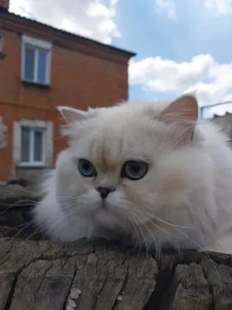 Шотландский кот на вязку Донецк