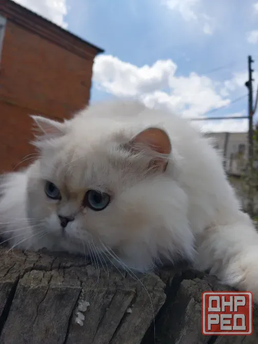 Шотландский кот на вязку Донецк - изображение 1