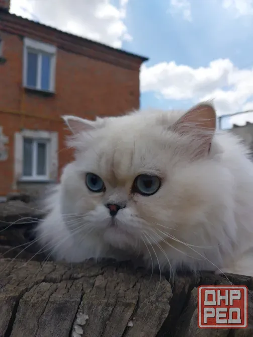 Шотландский кот на вязку Донецк - изображение 2