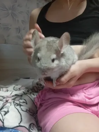 Продам шиншиллу, 2,5 мес Макеевка