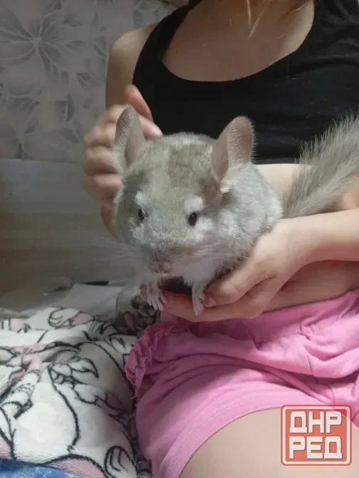 Продам шиншиллу, 2,5 мес Макеевка - изображение 1