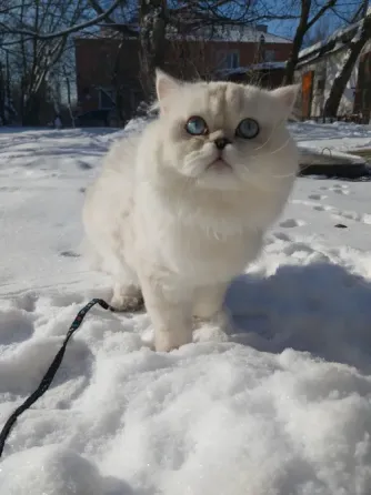 Ждём невест Ясиноватая