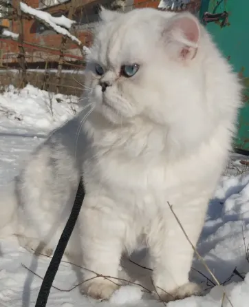 Ждём невест Ясиноватая