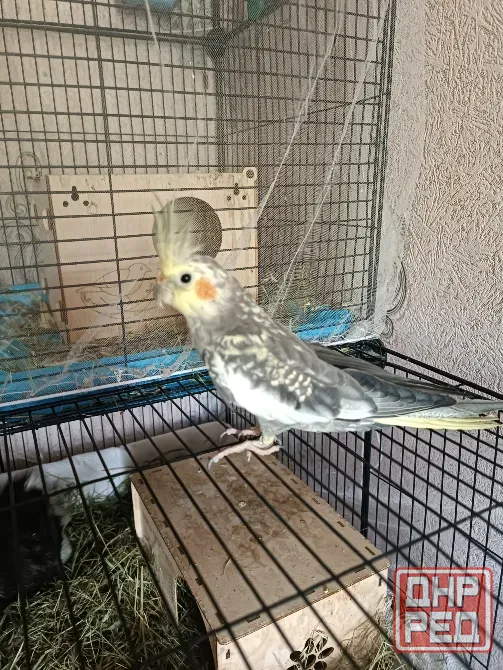 Продам или обменяю Донецк - изображение 1