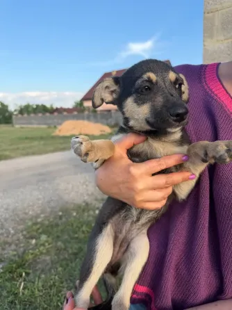 Щенки в добрые руки Донецк