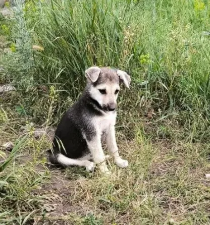 Щенки в добрые руки Донецк
