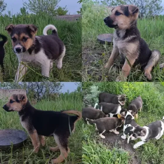 Щенки в добрые руки Донецк