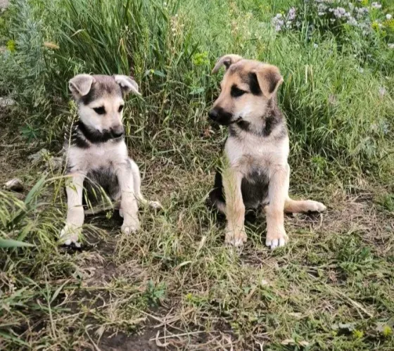 Щенки в добрые руки Донецк