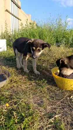Щенки в добрые руки Донецк