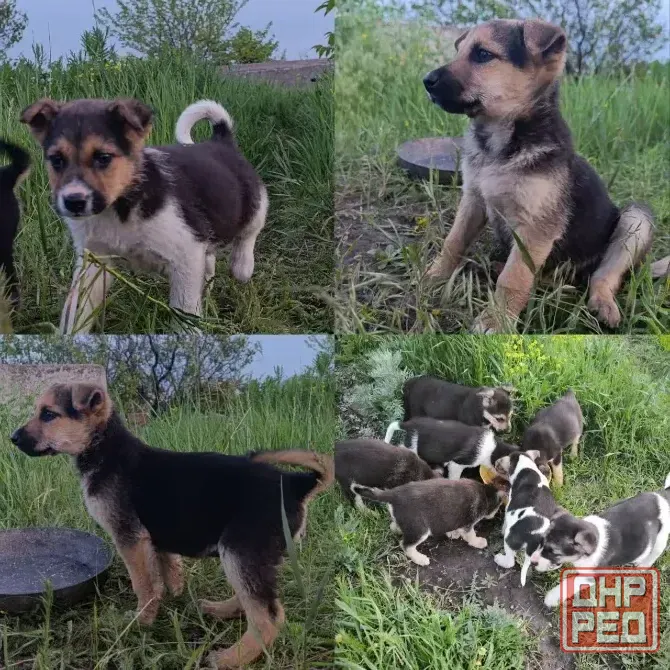 Щенки в добрые руки Донецк - изображение 1