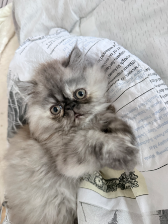 Продам персидскую кошечку Макеевка