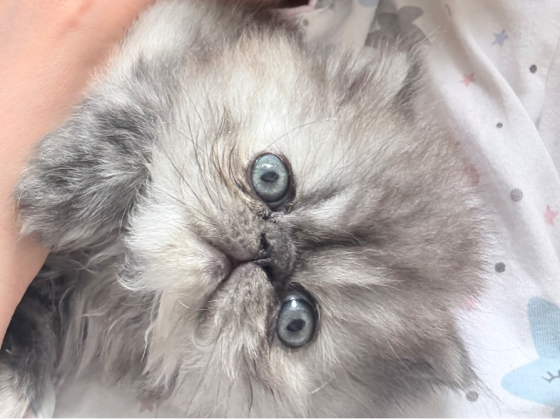 Продам персидскую кошечку Макеевка