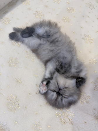 Продам персидскую кошечку Макеевка