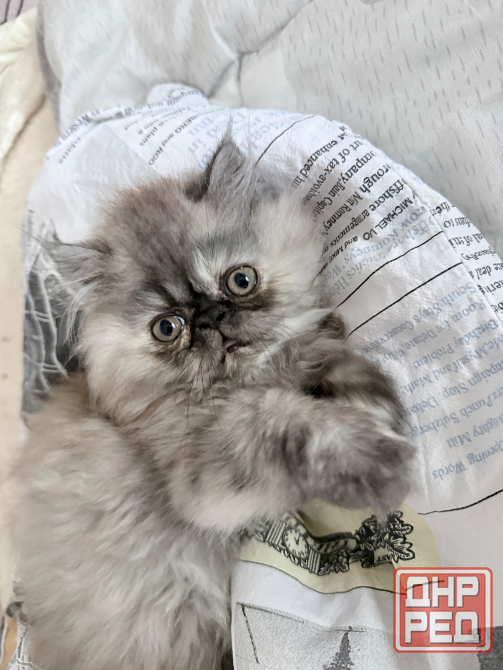 Продам персидскую кошечку Макеевка - изображение 3