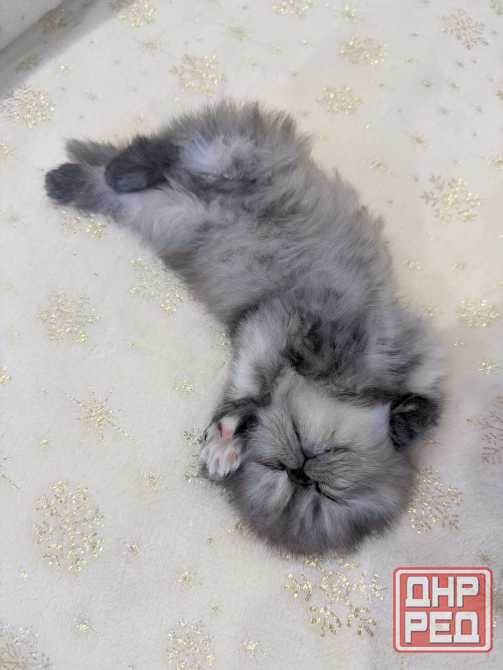 Продам персидскую кошечку Макеевка - изображение 1