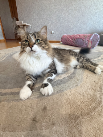 Ищем нового хозяина нашему котику. Донецк