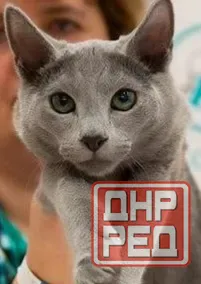 Русская голубая Ростов-на-Дону - изображение 3
