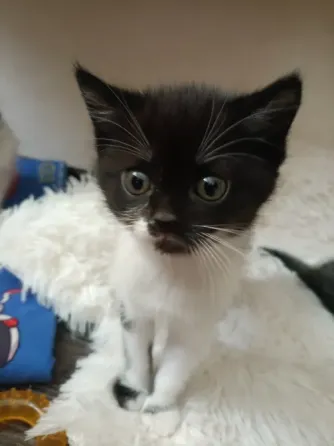 Котята Донецк