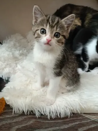 Котята Донецк
