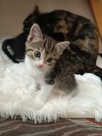 Котята Донецк