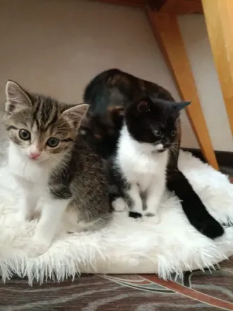 Котята Донецк