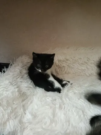 Котята Донецк