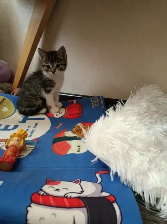 Котята Донецк