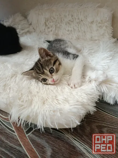 Котята Донецк - изображение 7