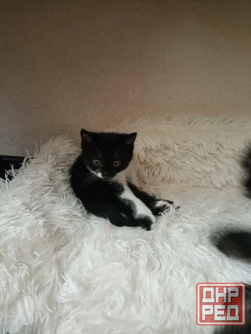 Котята Донецк - изображение 4