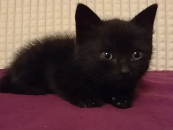 Котенок Мальчик-Кот (котята) Макеевка