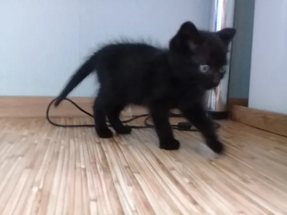 Котенок Мальчик-Кот (котята) Макеевка